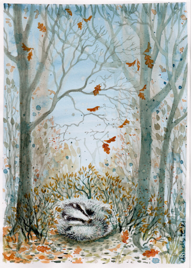 Cozy badger, akvarel, Lisbeth Thygesen, maleri
